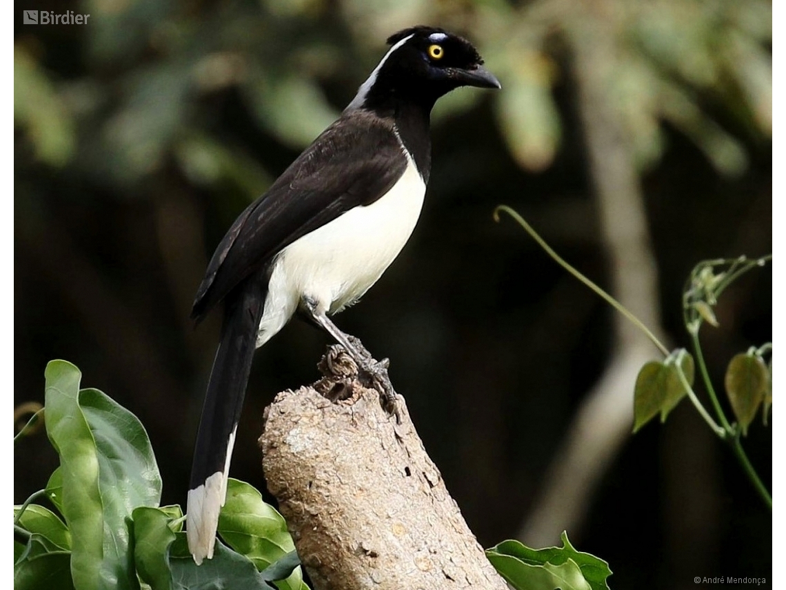 Cyanocorax cyanopogon