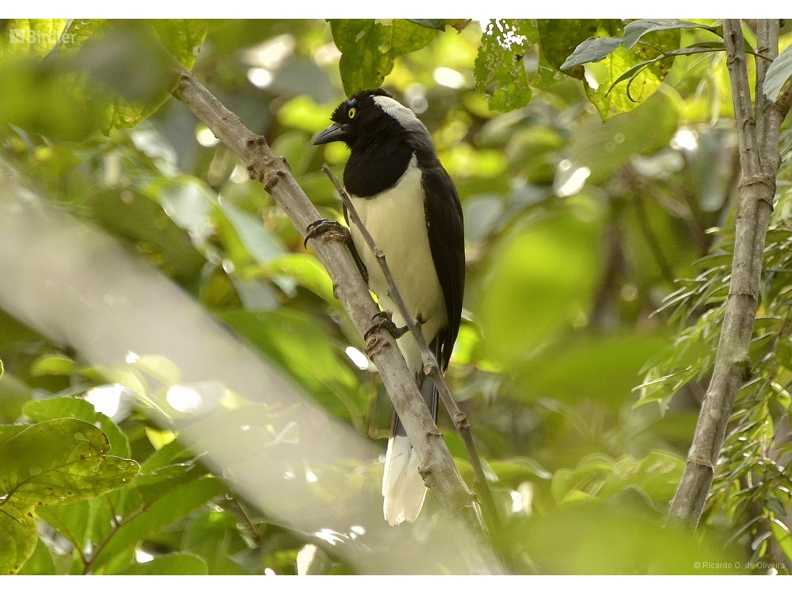 Cyanocorax cyanopogon