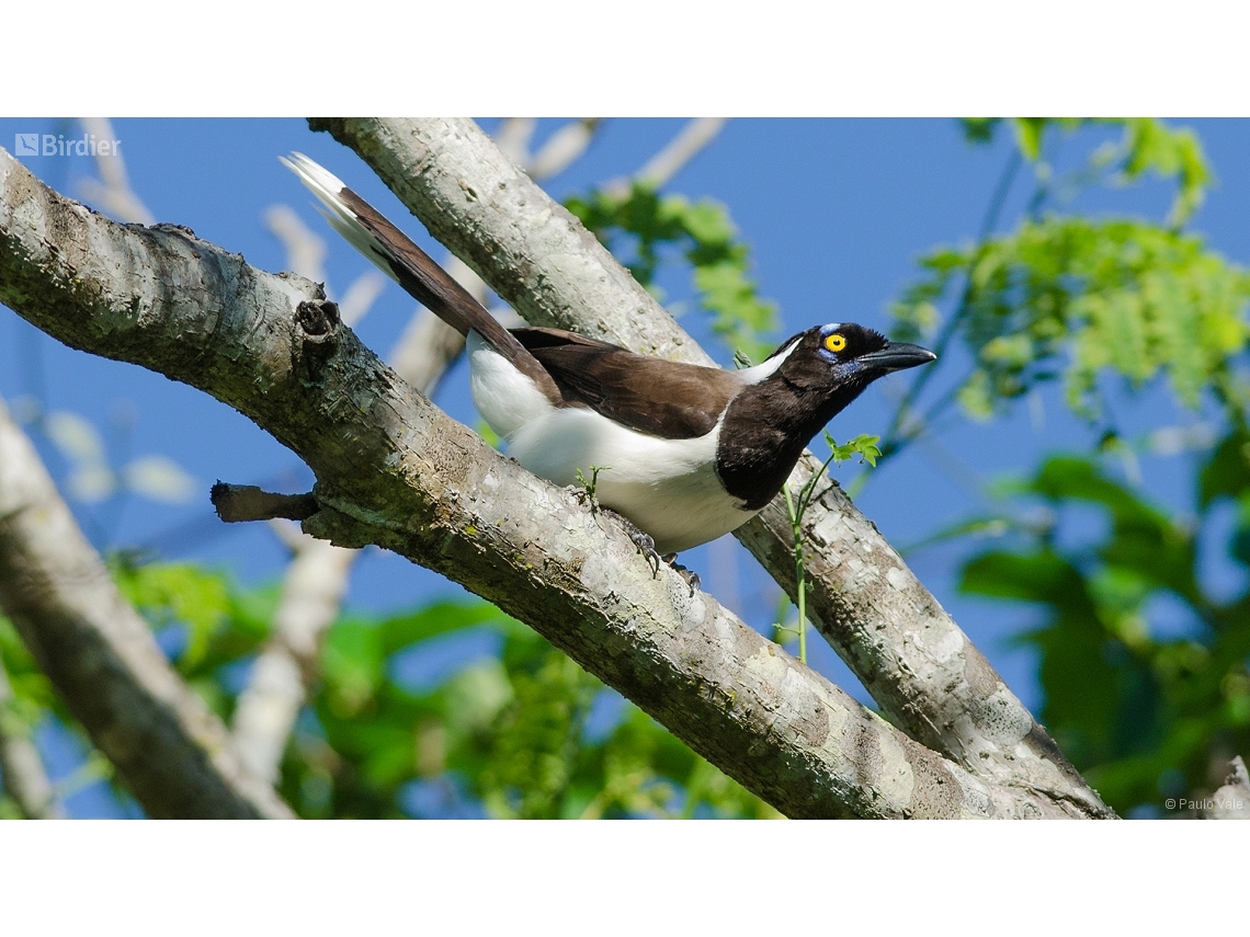 Cyanocorax cyanopogon