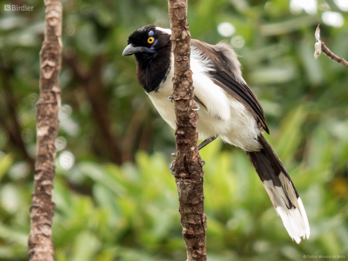 Cyanocorax cyanopogon