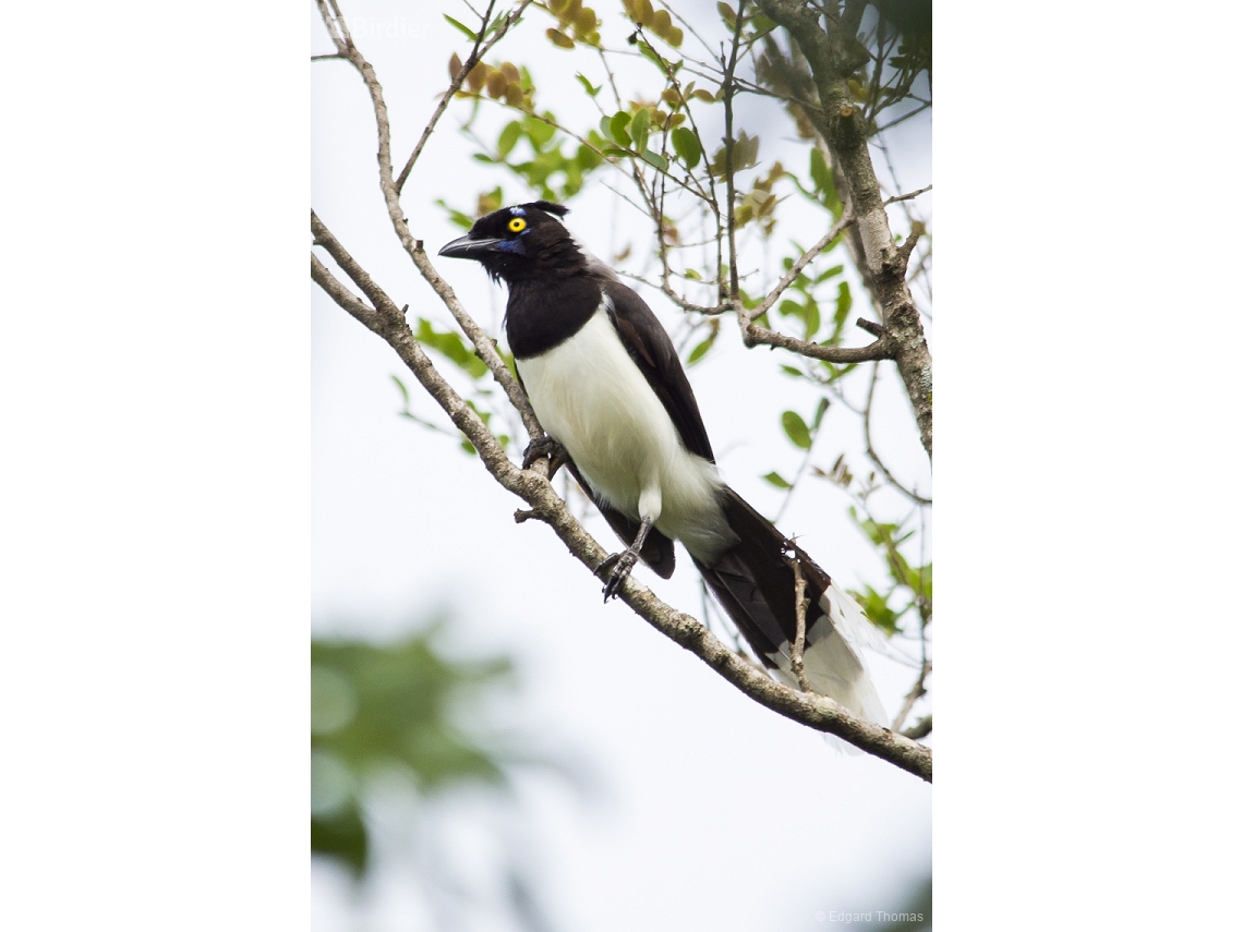 Cyanocorax cyanopogon