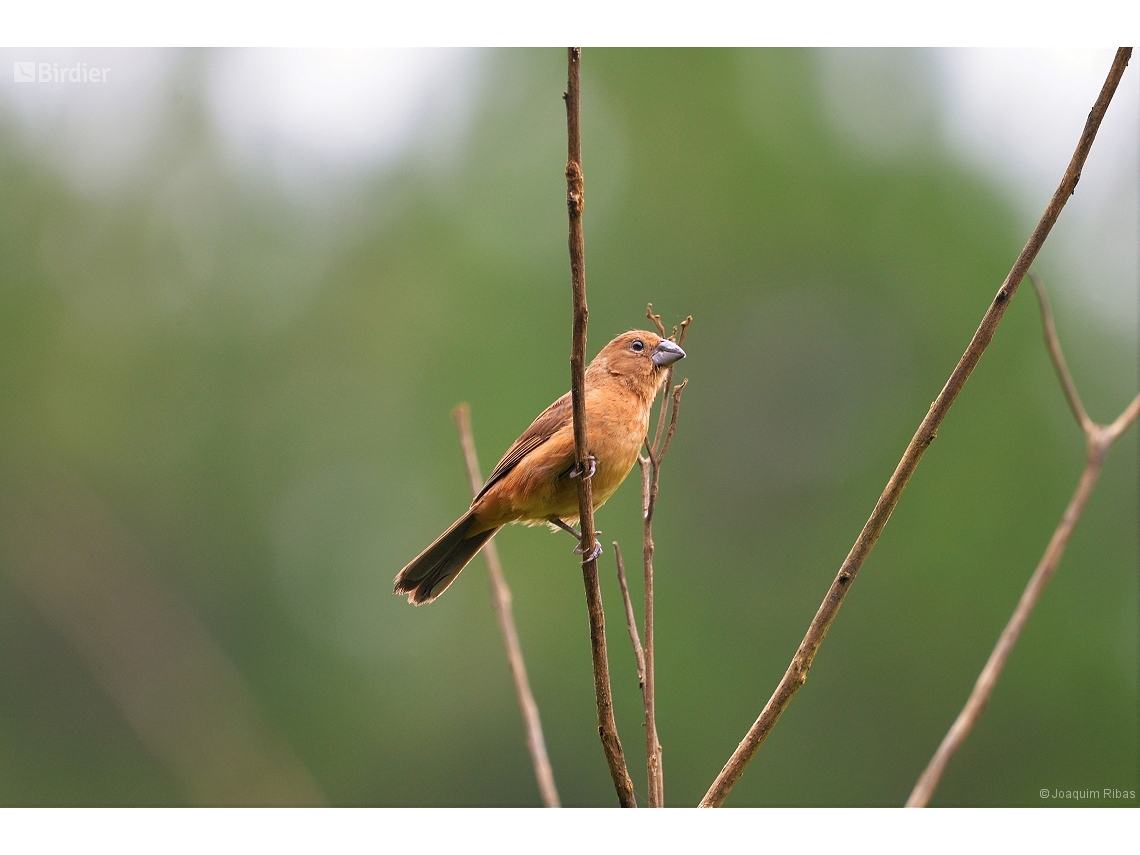 Cyanoloxia brissonii