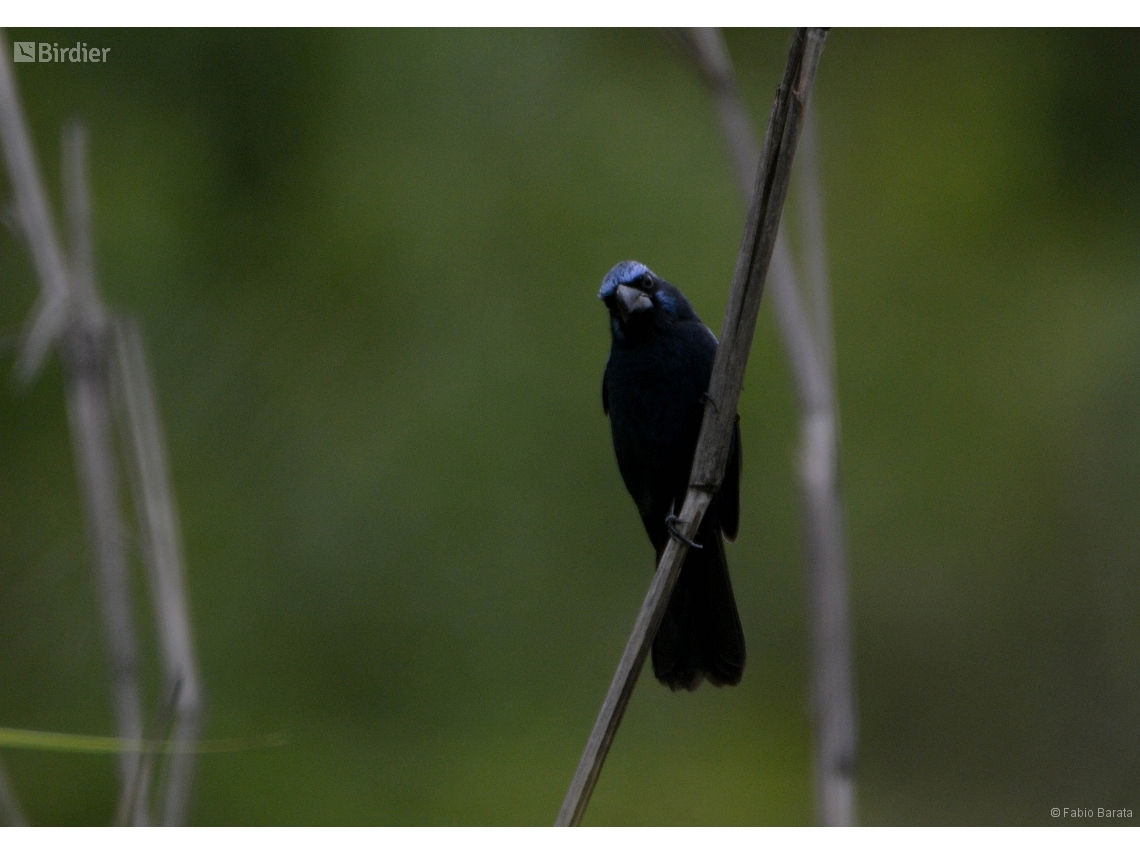 Cyanoloxia brissonii