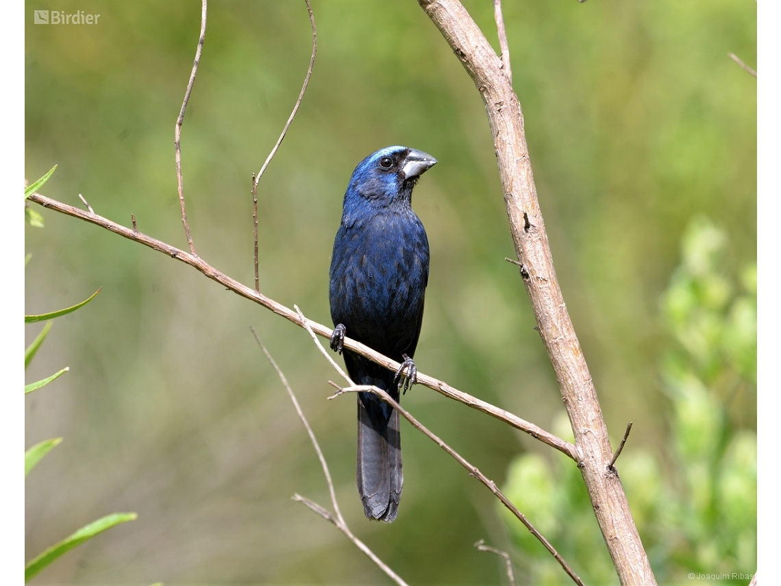 Cyanoloxia brissonii