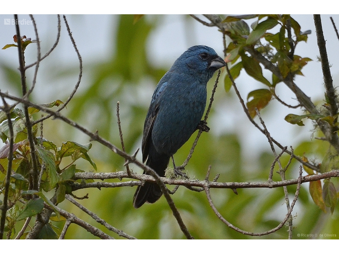 Cyanoloxia glaucocaerulea