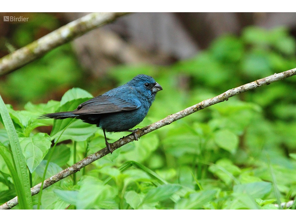 Cyanoloxia glaucocaerulea