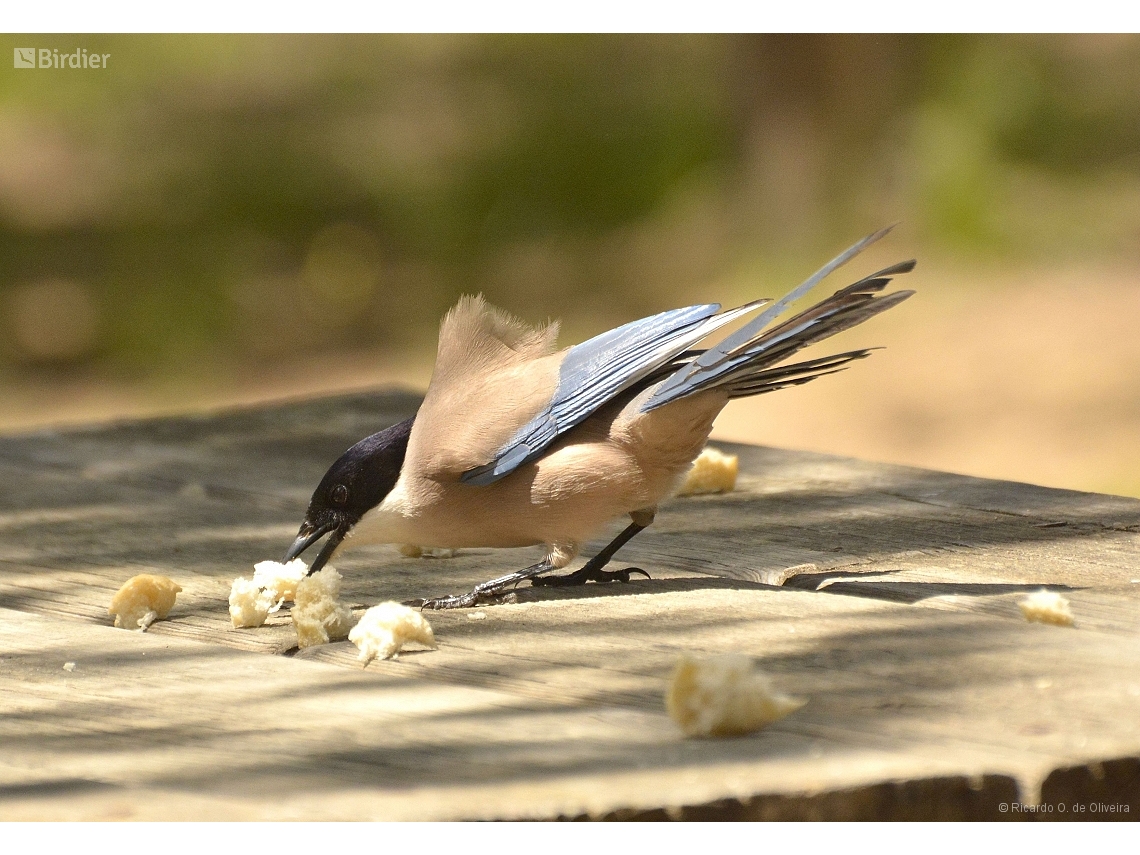 Cyanopica cooki