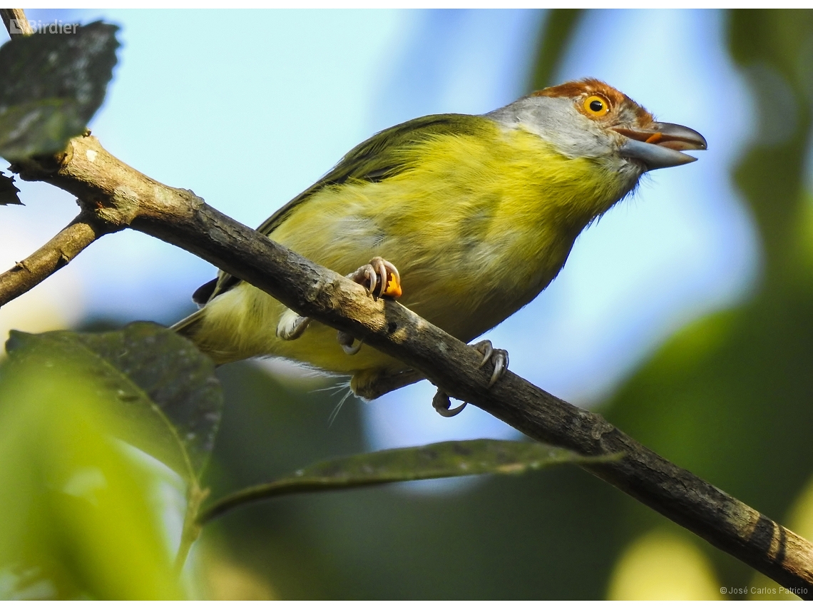 Cyclarhis gujanensis