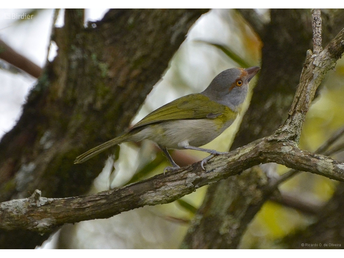 Cyclarhis gujanensis