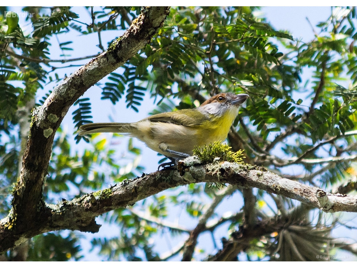 Cyclarhis gujanensis