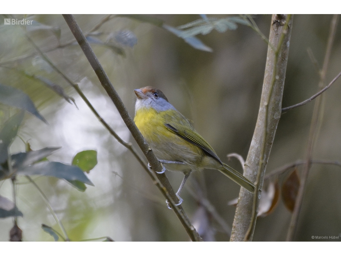 Cyclarhis gujanensis