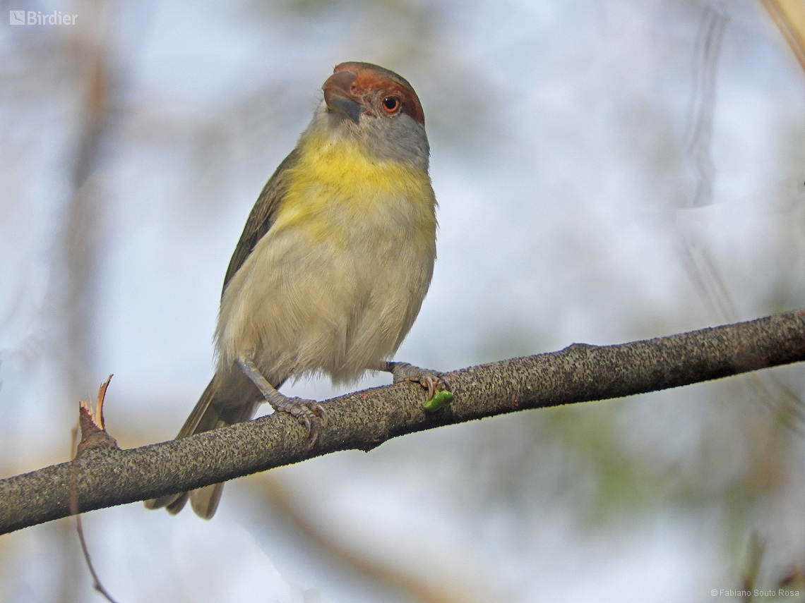 Cyclarhis gujanensis