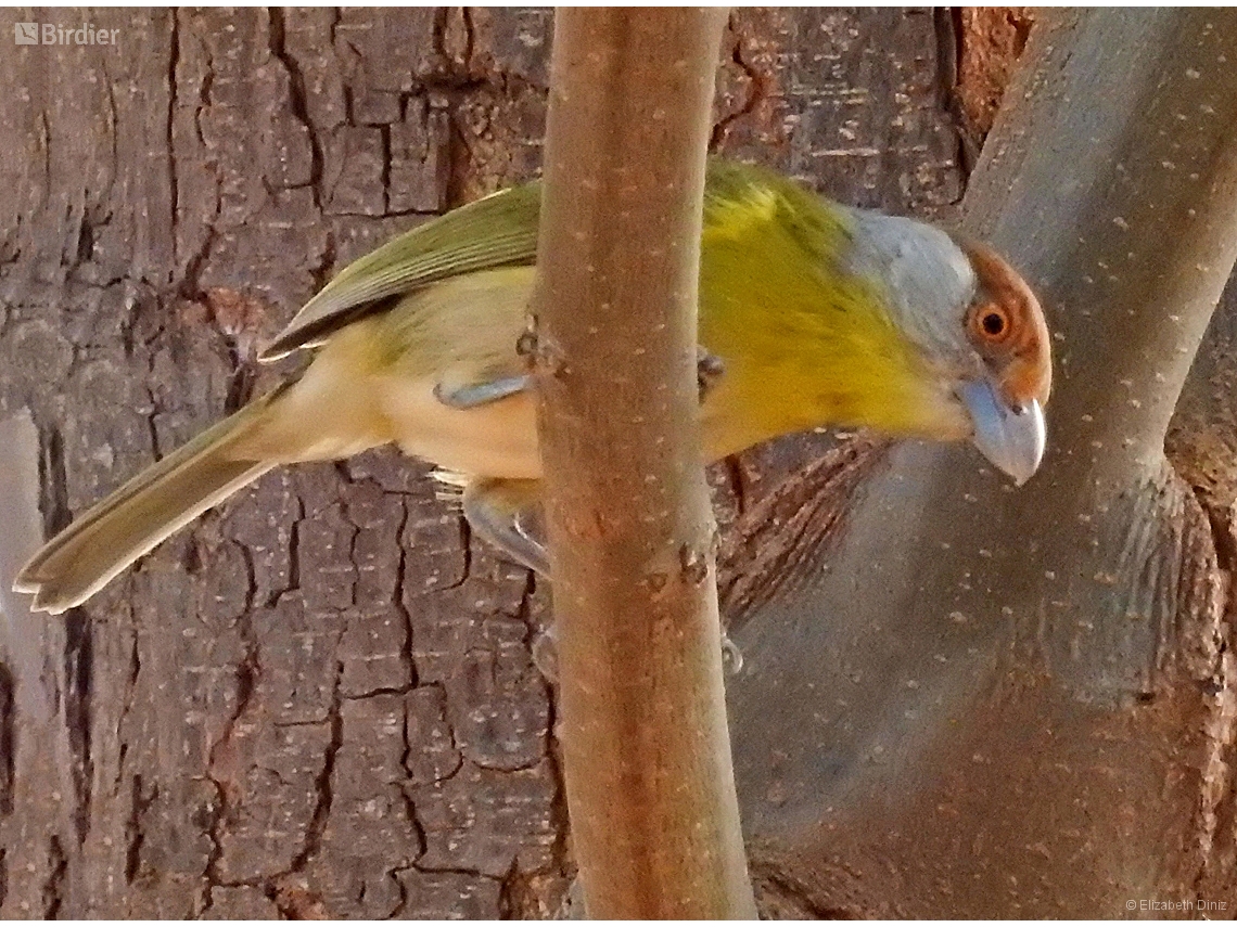 Cyclarhis gujanensis