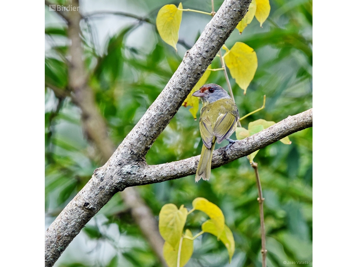 Cyclarhis gujanensis