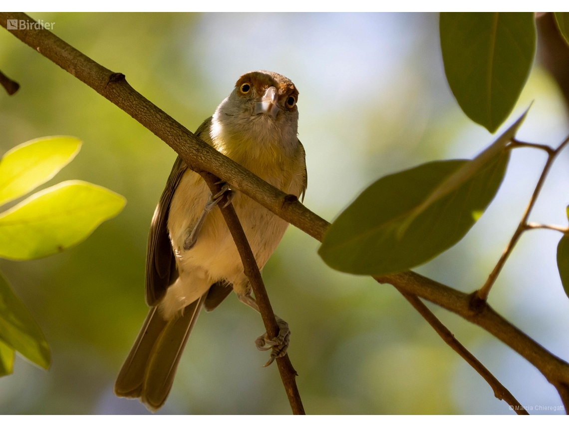 Cyclarhis gujanensis