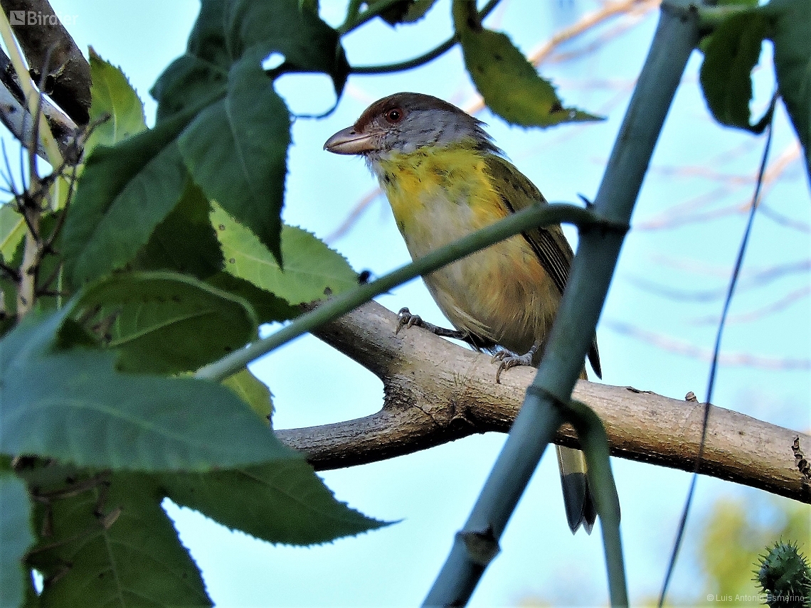 Cyclarhis gujanensis