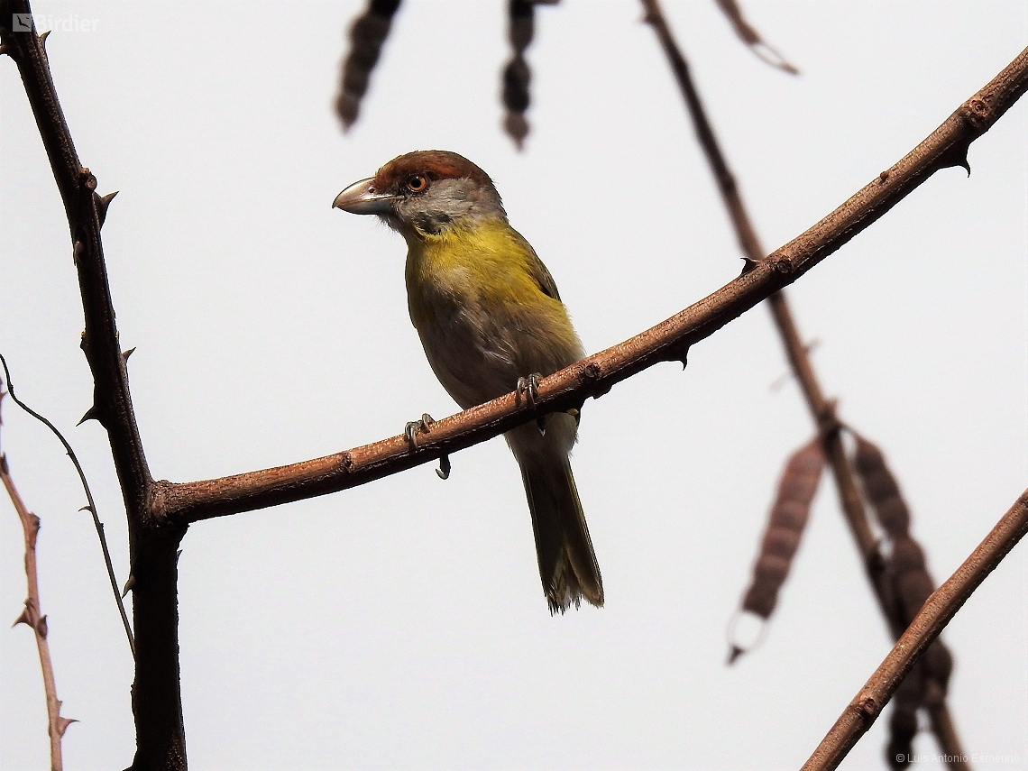 Cyclarhis gujanensis