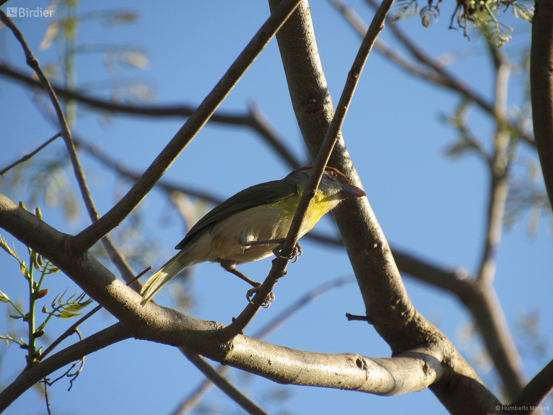 Cyclarhis gujanensis