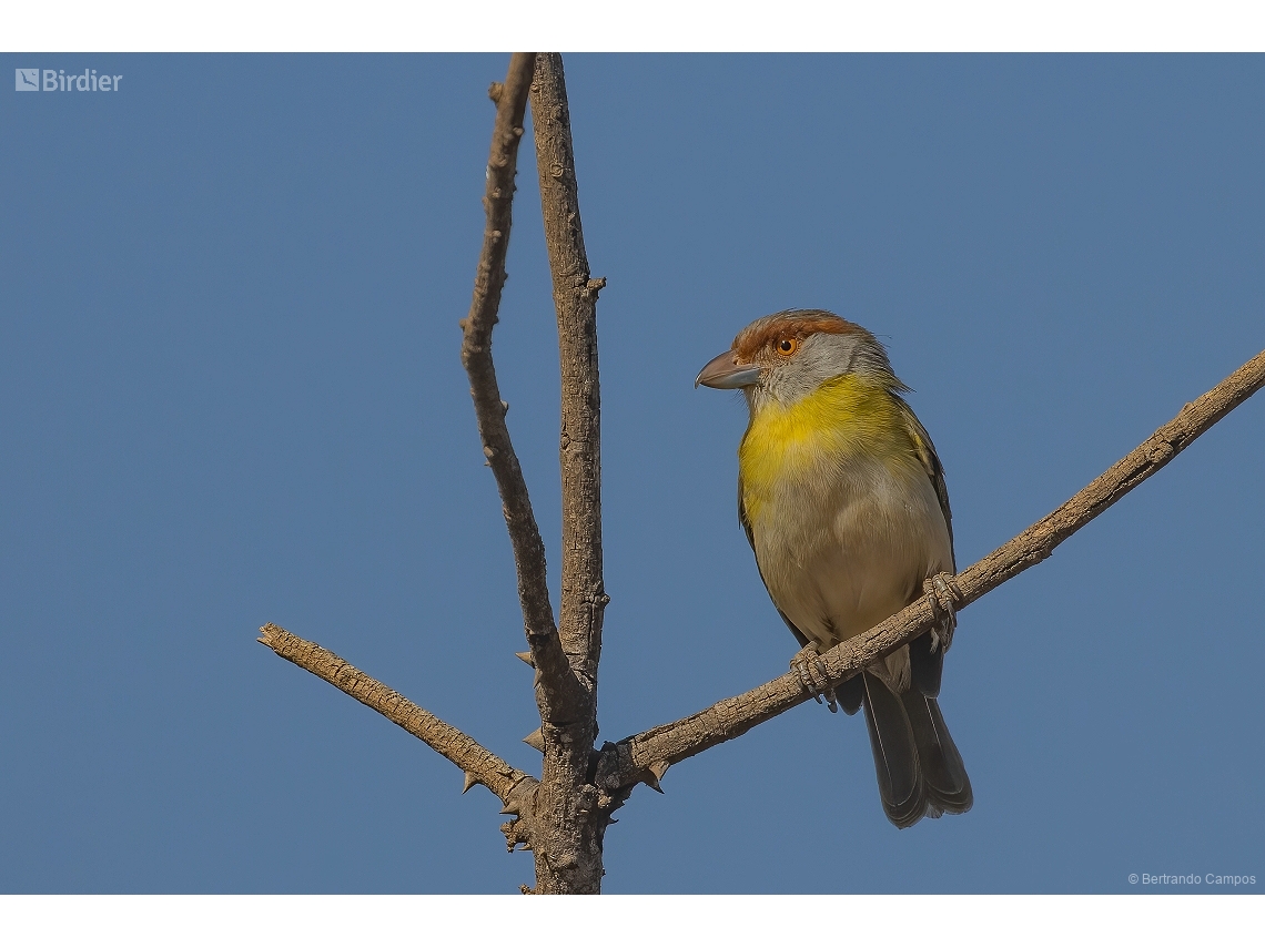 Cyclarhis gujanensis