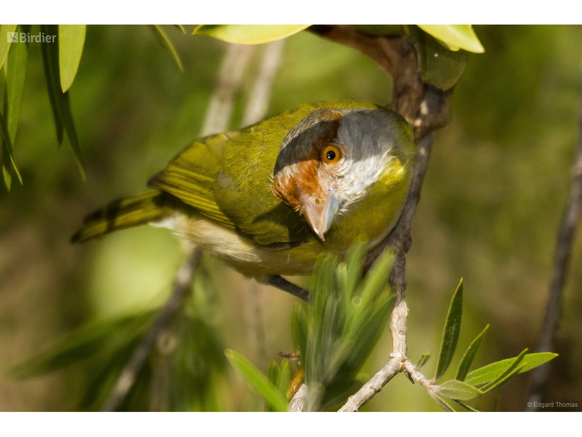 Cyclarhis gujanensis