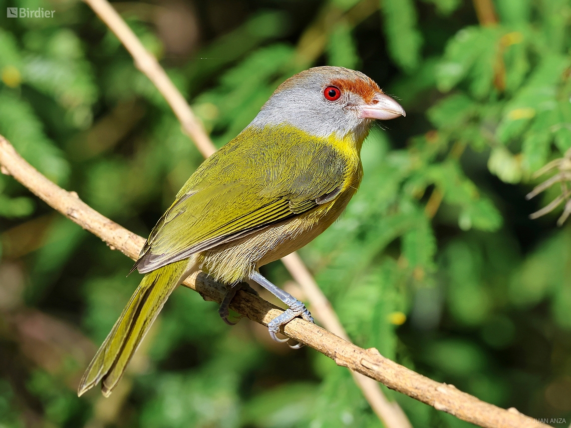 Cyclarhis gujanensis