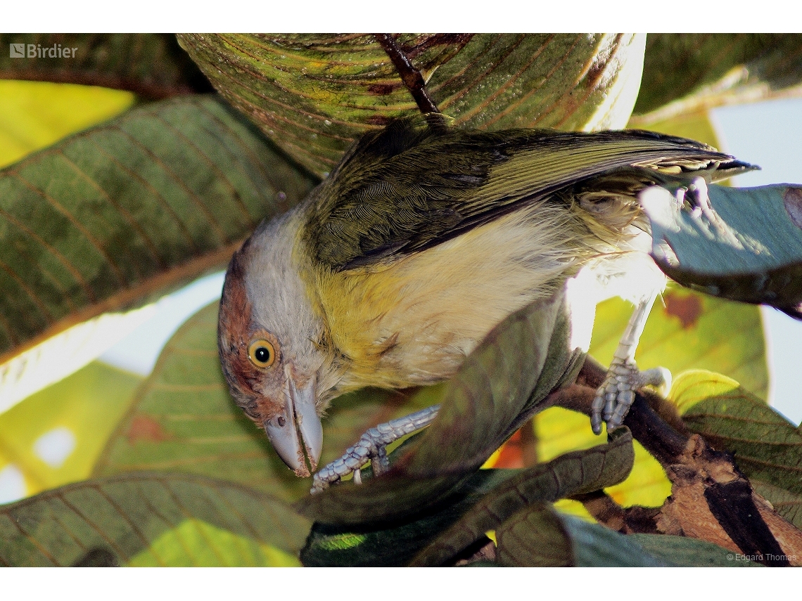 Cyclarhis gujanensis