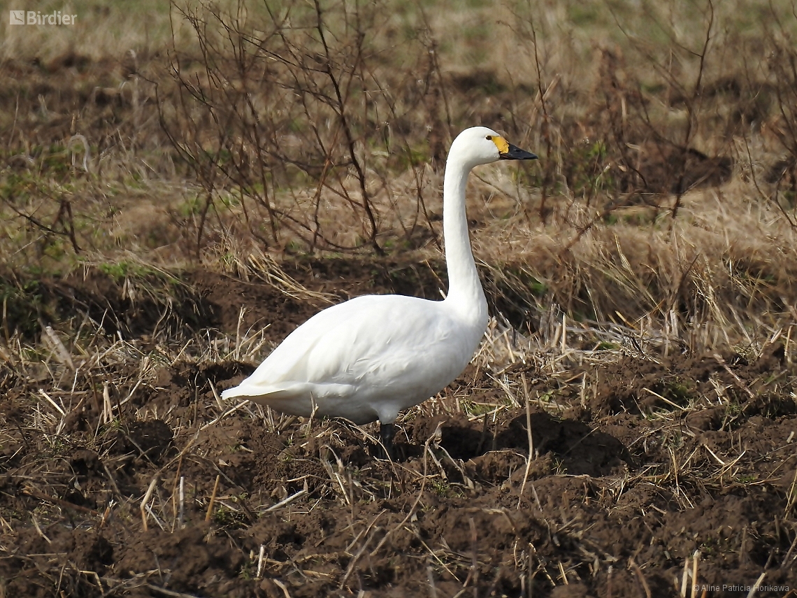 Cygnus columbianus