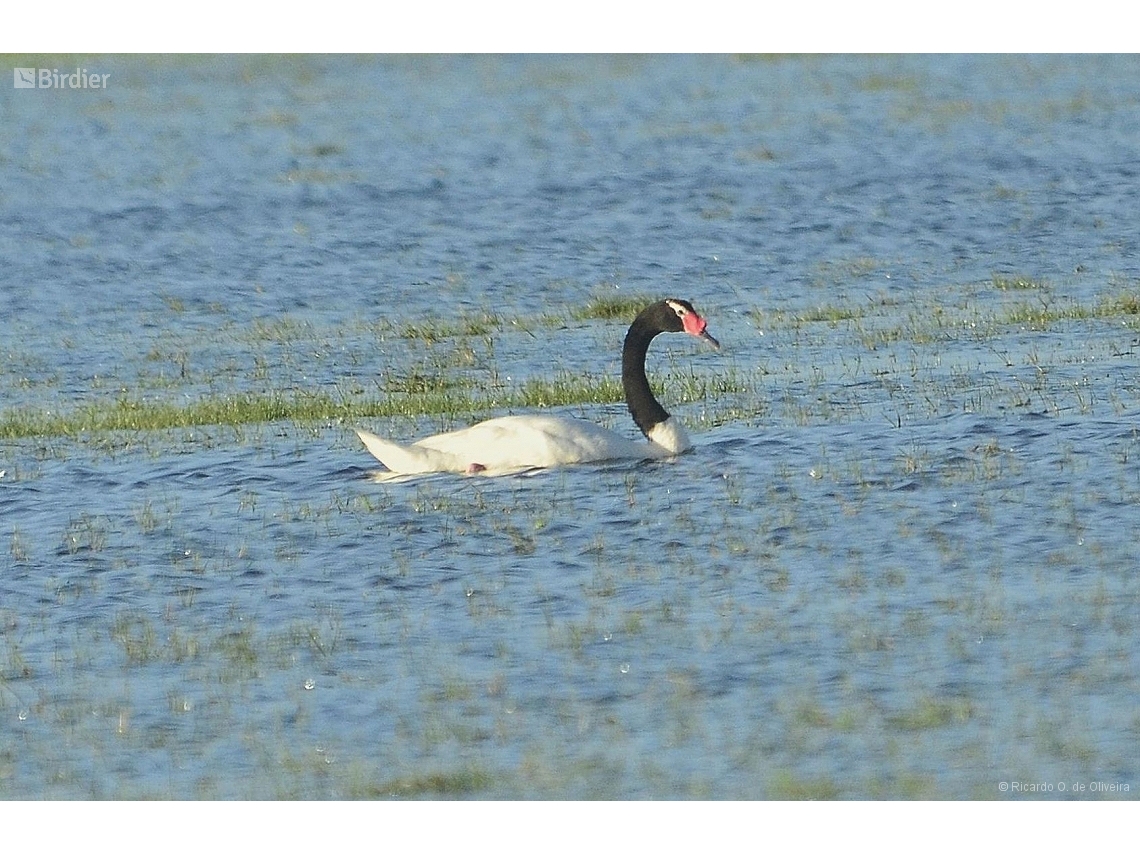 Cygnus melancoryphus