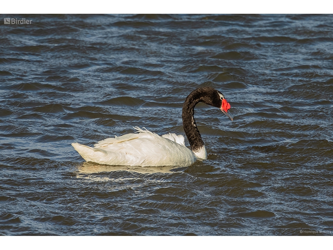 Cygnus melancoryphus