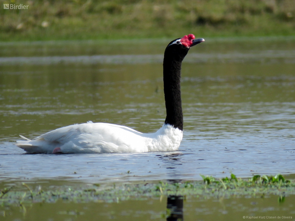 Cygnus melancoryphus