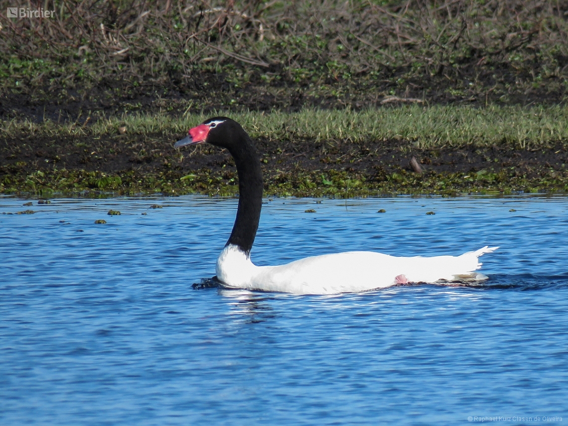 Cygnus melancoryphus