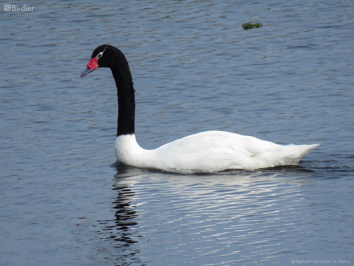 Cygnus melancoryphus