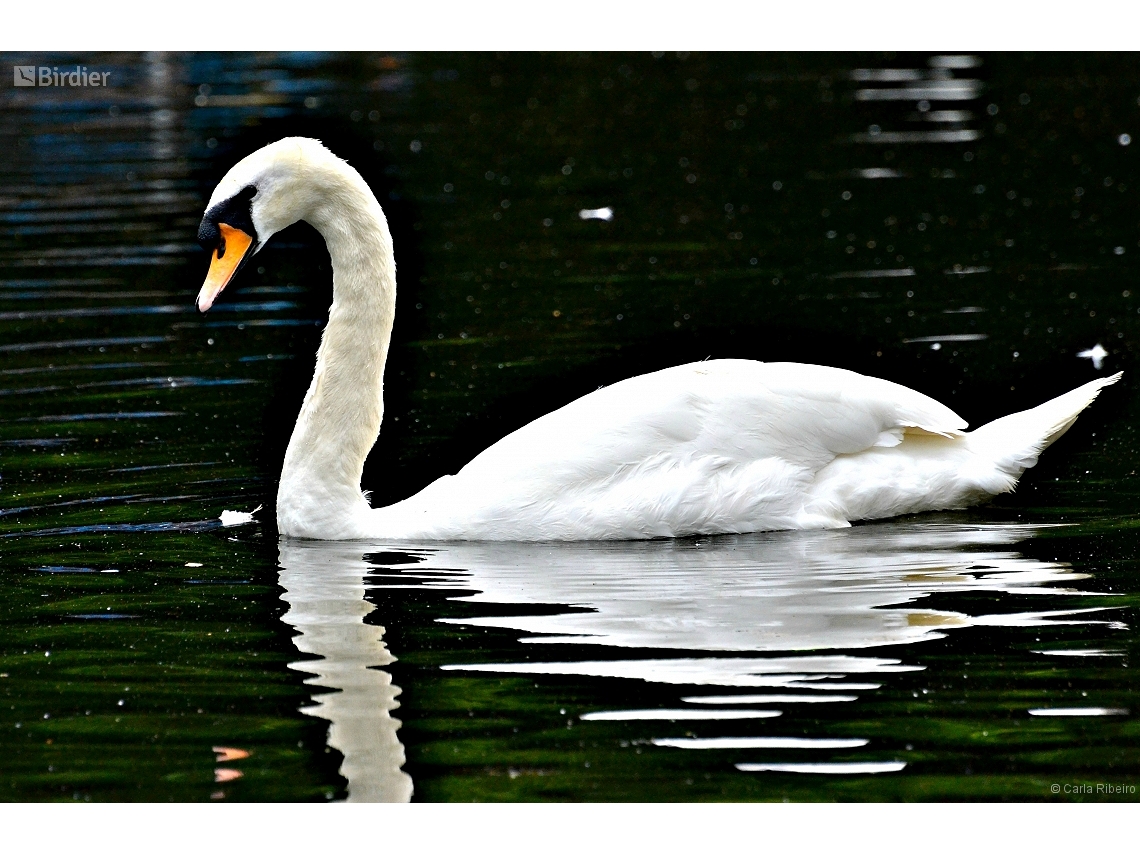 Cygnus olor