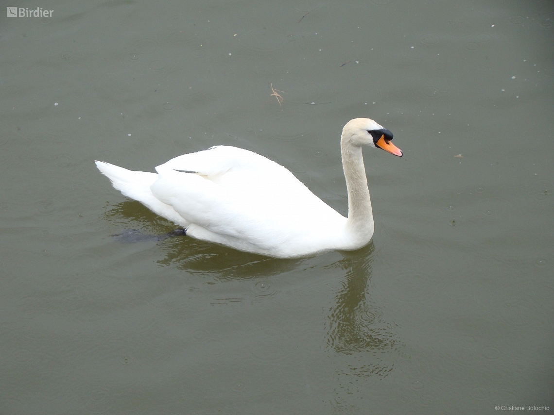 Cygnus olor