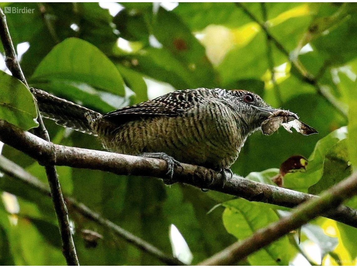 Cymbilaimus lineatus