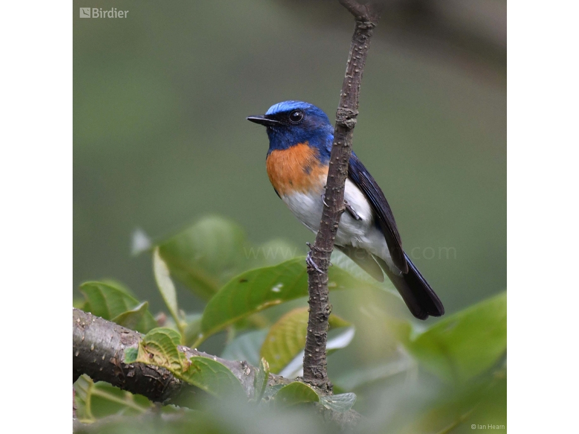 Cyornis rubeculoides