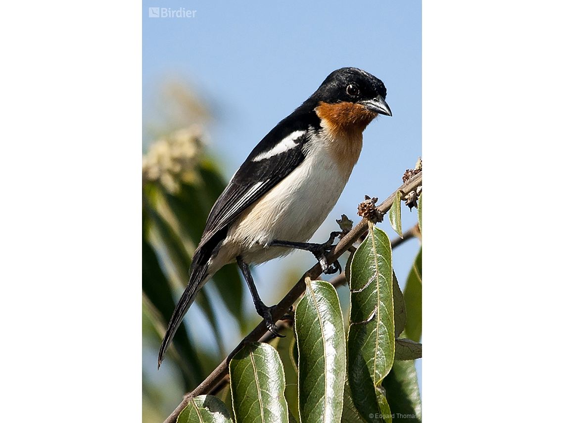 Cypsnagra hirundinacea