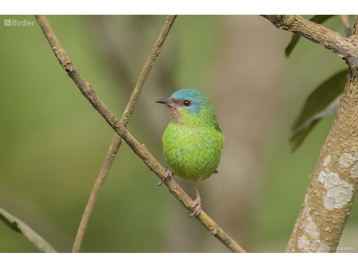 Dacnis cayana