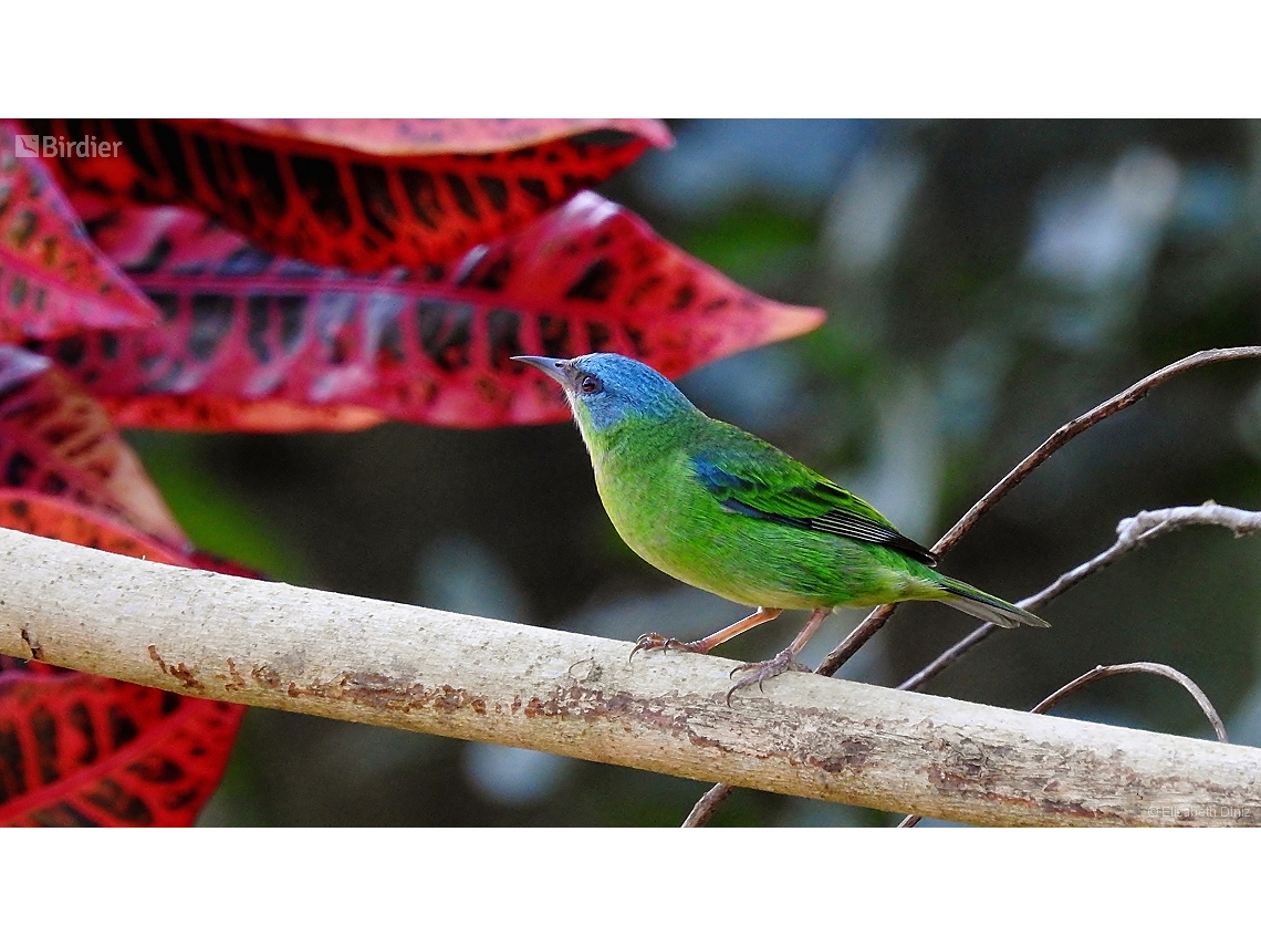 Dacnis cayana