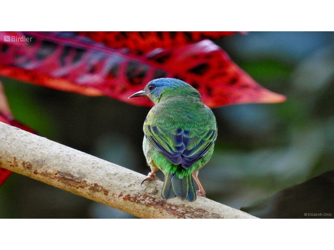 Dacnis cayana