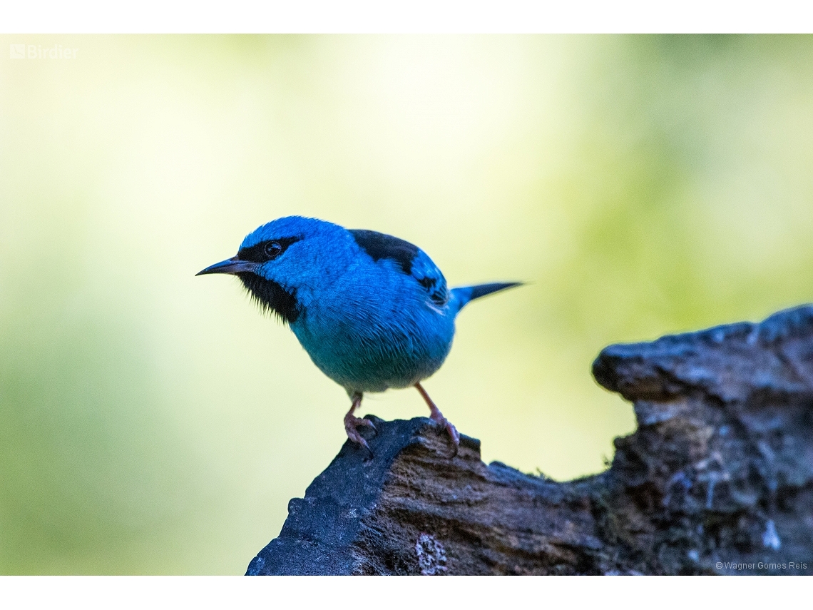 Dacnis cayana