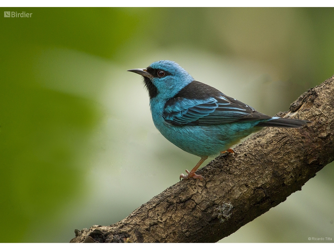 Dacnis cayana