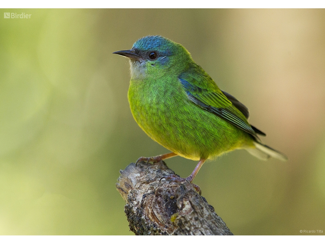 Dacnis cayana