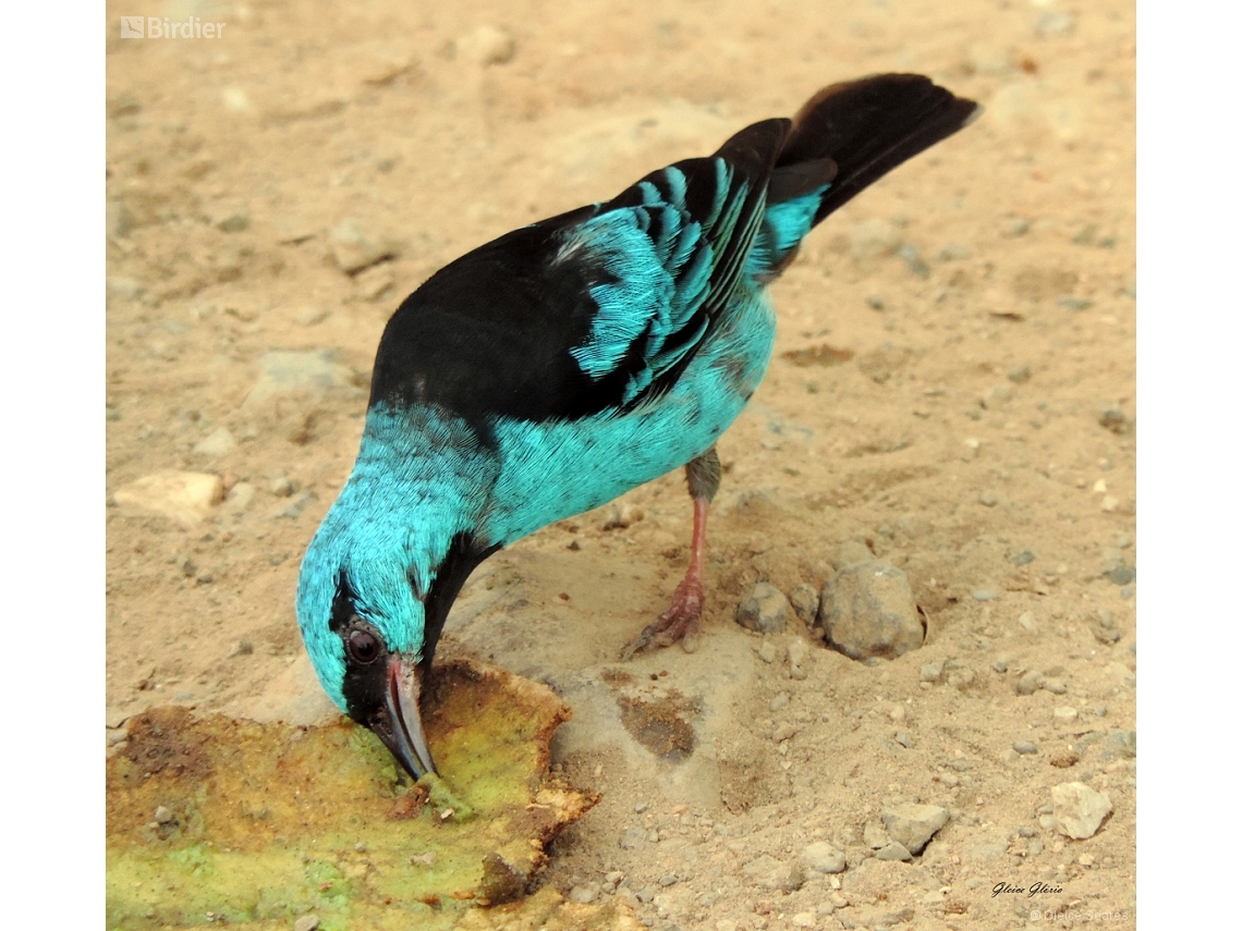 Dacnis cayana