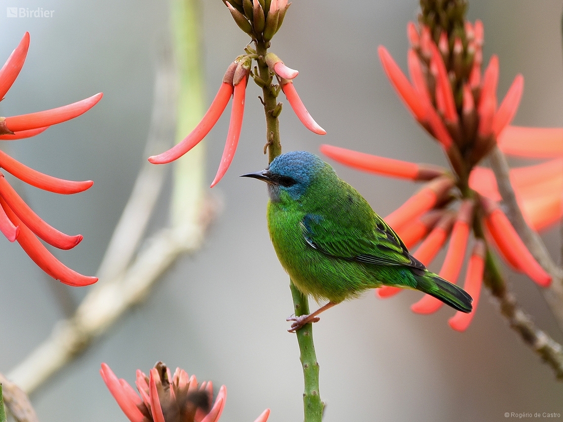 Dacnis cayana