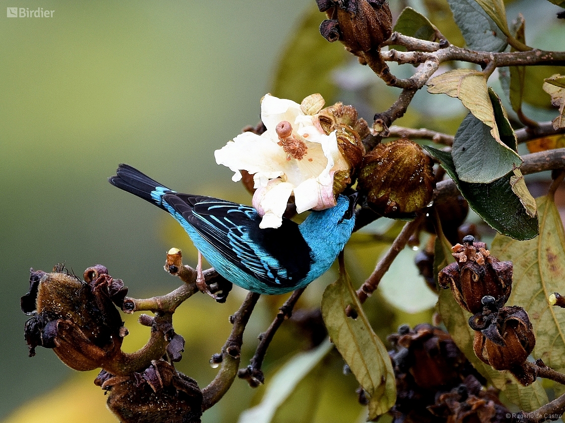 Dacnis cayana