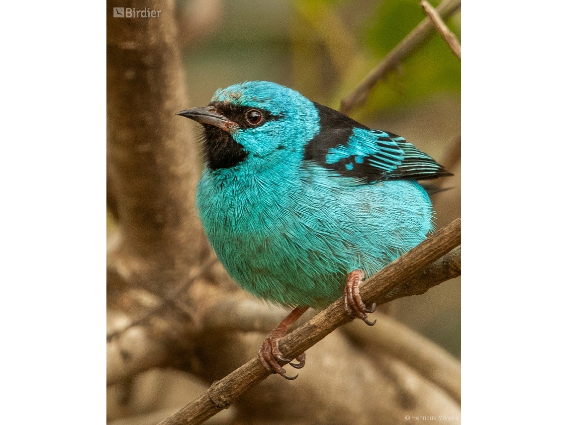 Dacnis cayana