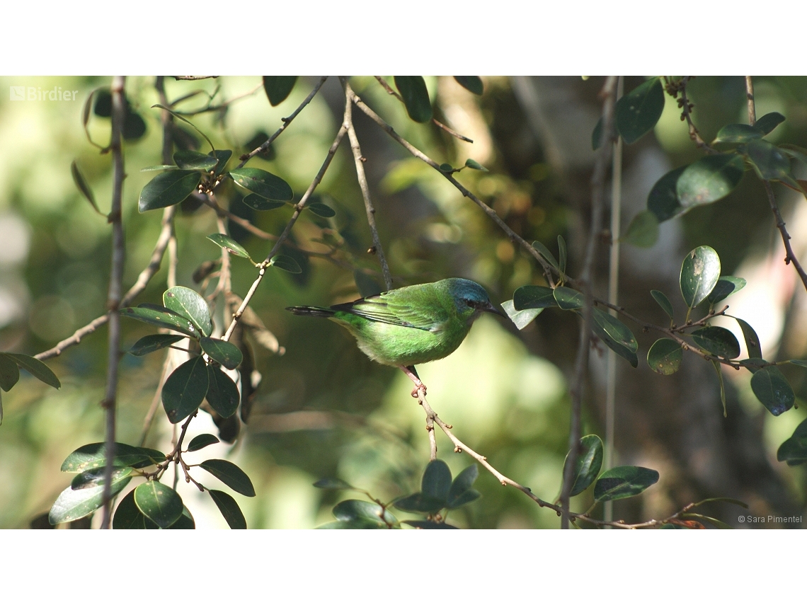 Dacnis cayana