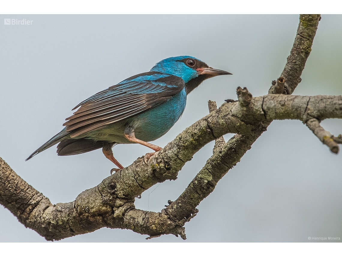 Dacnis cayana