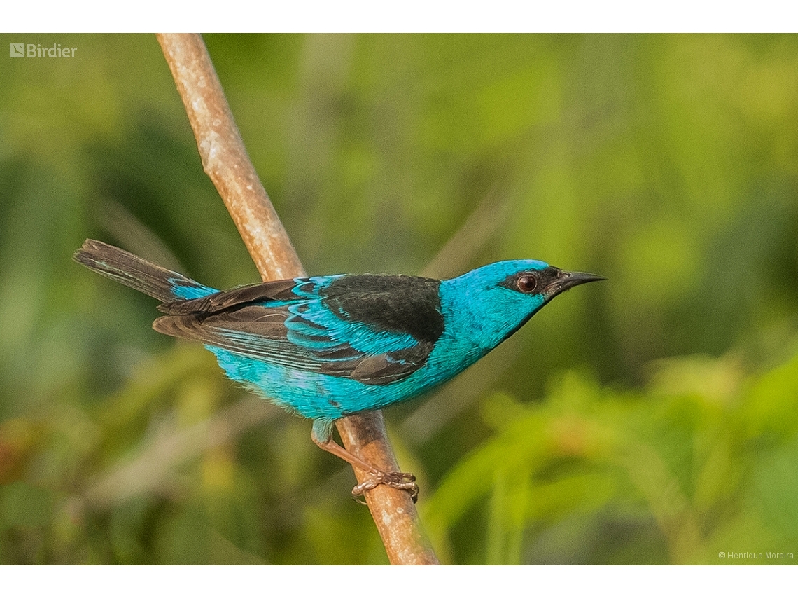 Dacnis cayana